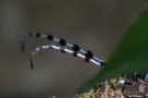 Fühler des Alpenbocks  (Rosalia alpina)