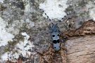 Eiablage des Alpenbocks   (Rosalia alpina)