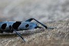 Eiablage des Alpenbocks   (Rosalia alpina)