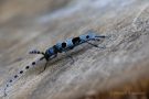 Eiablage des Alpenbocks   (Rosalia alpina)