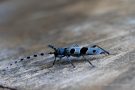 Eiablage des Alpenbocks   (Rosalia alpina)