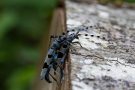 Eiablage des Alpenbocks   (Rosalia alpina)