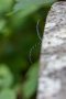 Die Fühler des Alpenbocks (Rosalia alpina)