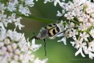 Gebänderter Pinselkäfer (Trichius fasciatus)