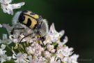 Gebänderter Pinselkäfer (Trichius fasciatus)