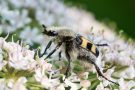 Gebänderter Pinselkäfer (Trichius fasciatus)