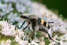 Gebänderter Pinselkäfer (Trichius fasciatus)