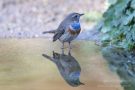 Blaukehlchen (Cyanecula svecica)