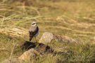 Steinschmätzer (Oenanthe oenanthe)