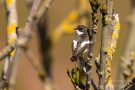Trauerschnäpper (Ficedula hypoleuca)