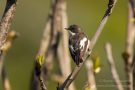 Trauerschnäpper (Ficedula hypoleuca)