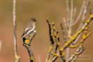 Trauerschnäpper (Ficedula hypoleuca)
