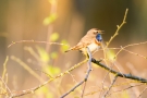 Blaukehlchen (Luscinia svecica cyanecula) in De Groote Peel