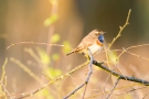 Blaukehlchen (Luscinia svecica cyanecula) in De Groote Peel