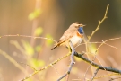 Blaukehlchen (Luscinia svecica cyanecula) in De Groote Peel