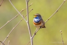 Blaukehlchen (Luscinia svecica cyanecula) in De Groote Peel