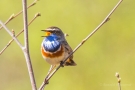 Blaukehlchen (Luscinia svecica cyanecula) in De Groote Peel