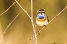 Blaukehlchen (Luscinia svecica cyanecula) in De Groote Peel