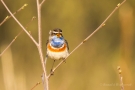 Blaukehlchen (Luscinia svecica cyanecula) in De Groote Peel