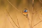 Blaukehlchen (Luscinia svecica cyanecula) in De Groote Peel