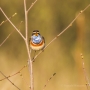 Blaukehlchen (Luscinia svecica cyanecula) in De Groote Peel