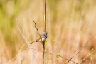 Blaukehlchen (Luscinia svecica cyanecula) in De Groote Peel