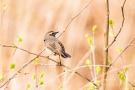 Blaukehlchen (Luscinia svecica cyanecula) in De Groote Peel
