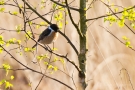 Schwarzkehlchen (Saxicola rubicola) in De Groote Peel