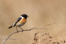 Schwarzkehlchen (Saxicola rubicola) in De Groote Peel