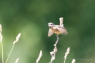 Schwarzkehlchen-Weibchen (Saxicola rubicola)