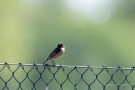 Schwarzkehlchen (Saxicola rubicola)