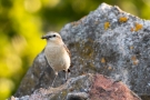 Steinschmätzer (Oenanthe oenanthe) in der Döberitzer Heide