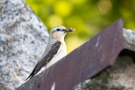 Steinschmätzer (Oenanthe oenanthe) in der Döberitzer Heide