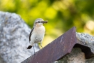 Steinschmätzer (Oenanthe oenanthe) in der Döberitzer Heide