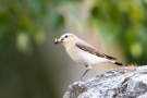 Steinschmätzer (Oenanthe oenanthe) in der Döberitzer Heide