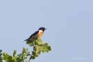 Schwarzkehlchen-Männchen (Saxicola rubicola)