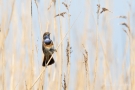 Blaukehlchen (Luscinia svecica cyanecula)