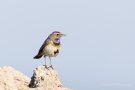 Blaukehlchen (Luscinia svecica cyanecula)