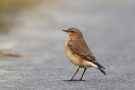 Steinschmätzer (Oenanthe oenanthe)