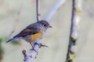 Blauschwanz (Tarsiger cyanurus) bei Kelmis