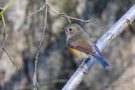 Blauschwanz (Tarsiger cyanurus) bei Kelmis