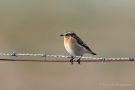 Braunkehlchen (Saxicola rubetra) am Bottsand