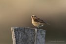 Braunkehlchen (Saxicola rubetra) am Bottsand