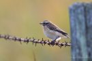 Braunkehlchen (Saxicola rubetra) am Bottsand