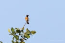 Schwarzkehlchen-Männchen (Saxicola rubicola)