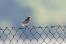 Junges Schwarzkehlchen (Saxicola rubicola)