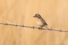 Weibliches Schwarzkehlchen (Saxicola rubicola) in De Groote Peel