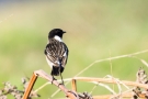 Schwarzkehlchen-Männchen (Saxicola rubicola) in De Groote Peel