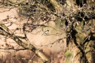 Schwarzkehlchen-Männchen (Saxicola rubicola) in De Groote Peel