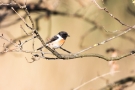 Schwarzkehlchen-Männchen (Saxicola rubicola) in De Groote Peel